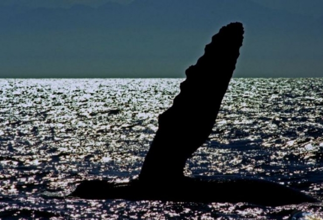 Observación de ballenas